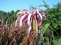 Giant Spider Lily